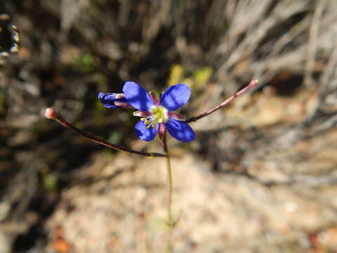 Image of Heliophila bulbostyla P. E. Barnes