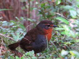 Image of Scelorchilus rubecula rubecula (Kittlitz 1830)