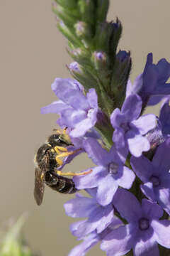 Image of Calliopsis andreniformis Smith 1853