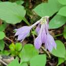 Image of Hosta capitata (Koidz.) Nakai