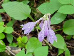 Imagem de Hosta capitata (Koidz.) Nakai