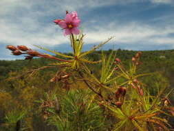 Image of Roridula dentata L.