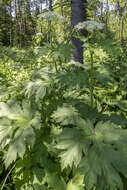 Image of Heracleum dissectum Ledeb.