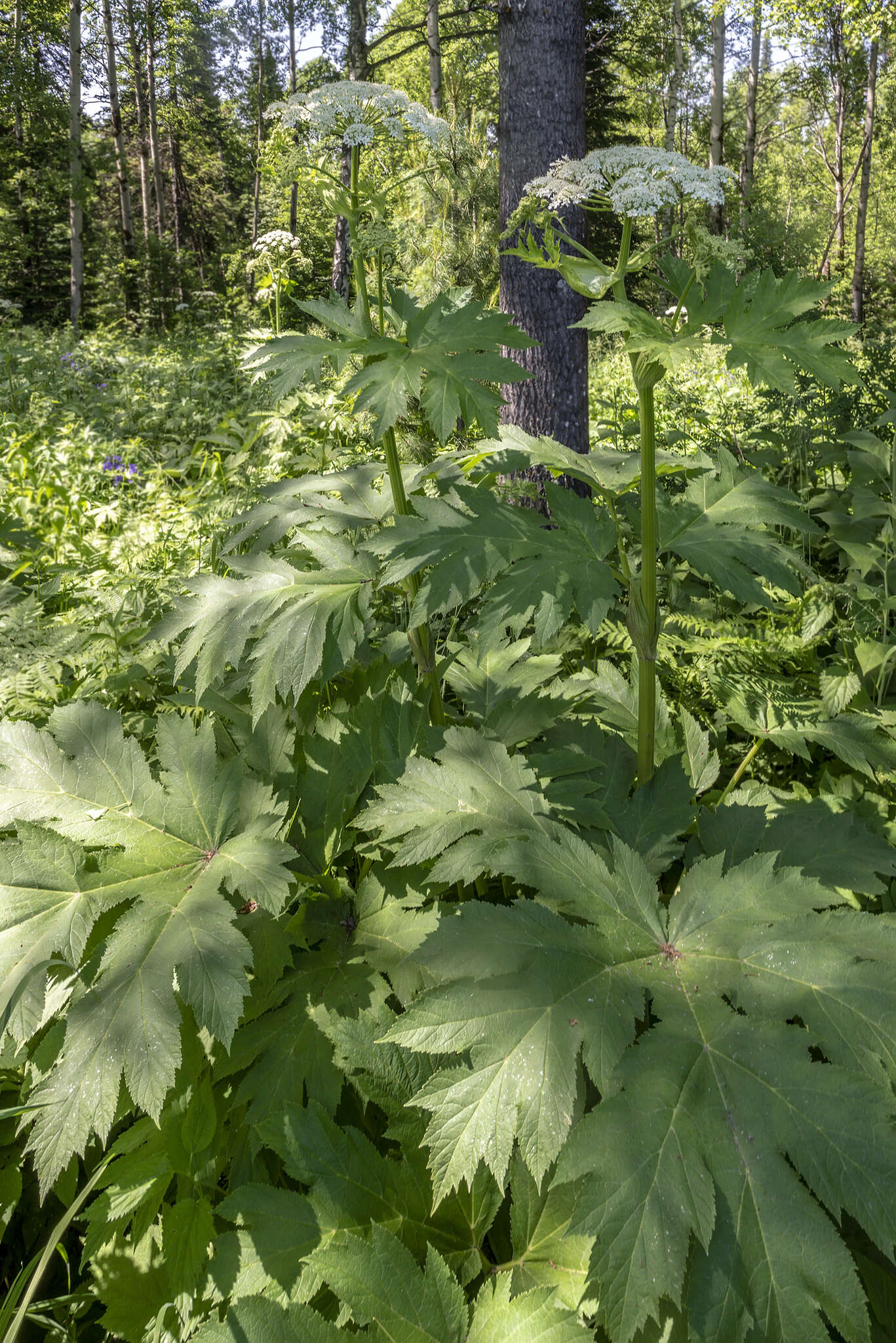 Image of Heracleum dissectum Ledeb.