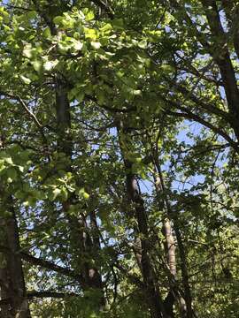 Image of Nothofagus macrocarpa (A. DC.) F. M. Vázquez & R. A. Rodr.