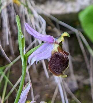 Image of Ophrys argolica subsp. crabronifera (Sebast. & Mauri) Faurh.