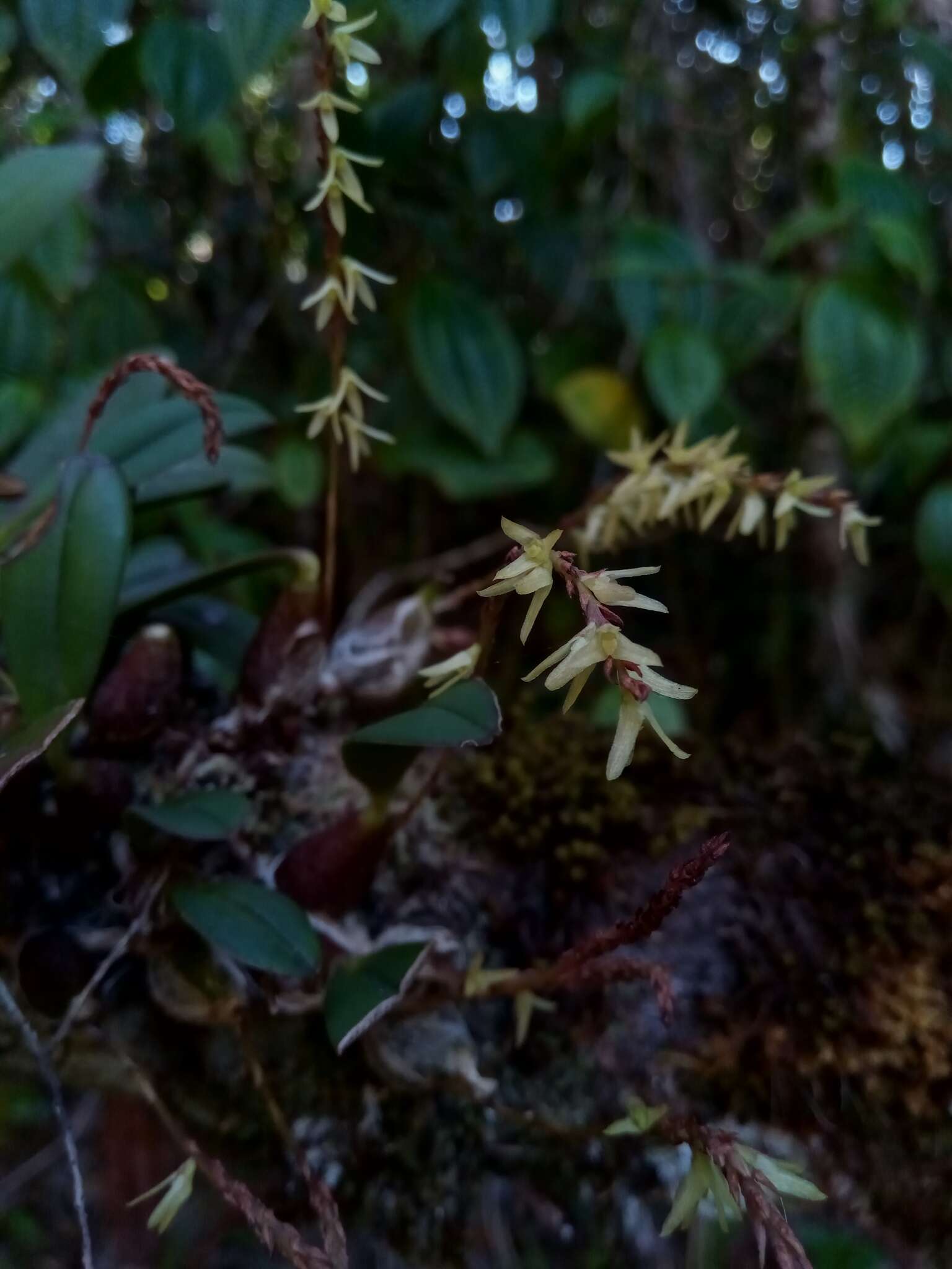 Слика од Bulbophyllum baronii Ridl.