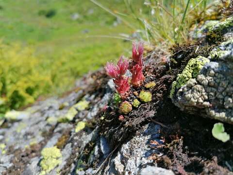 Image of Sempervivum montanum subsp. stiriacum (Wettst. ex Hayek) Hayek