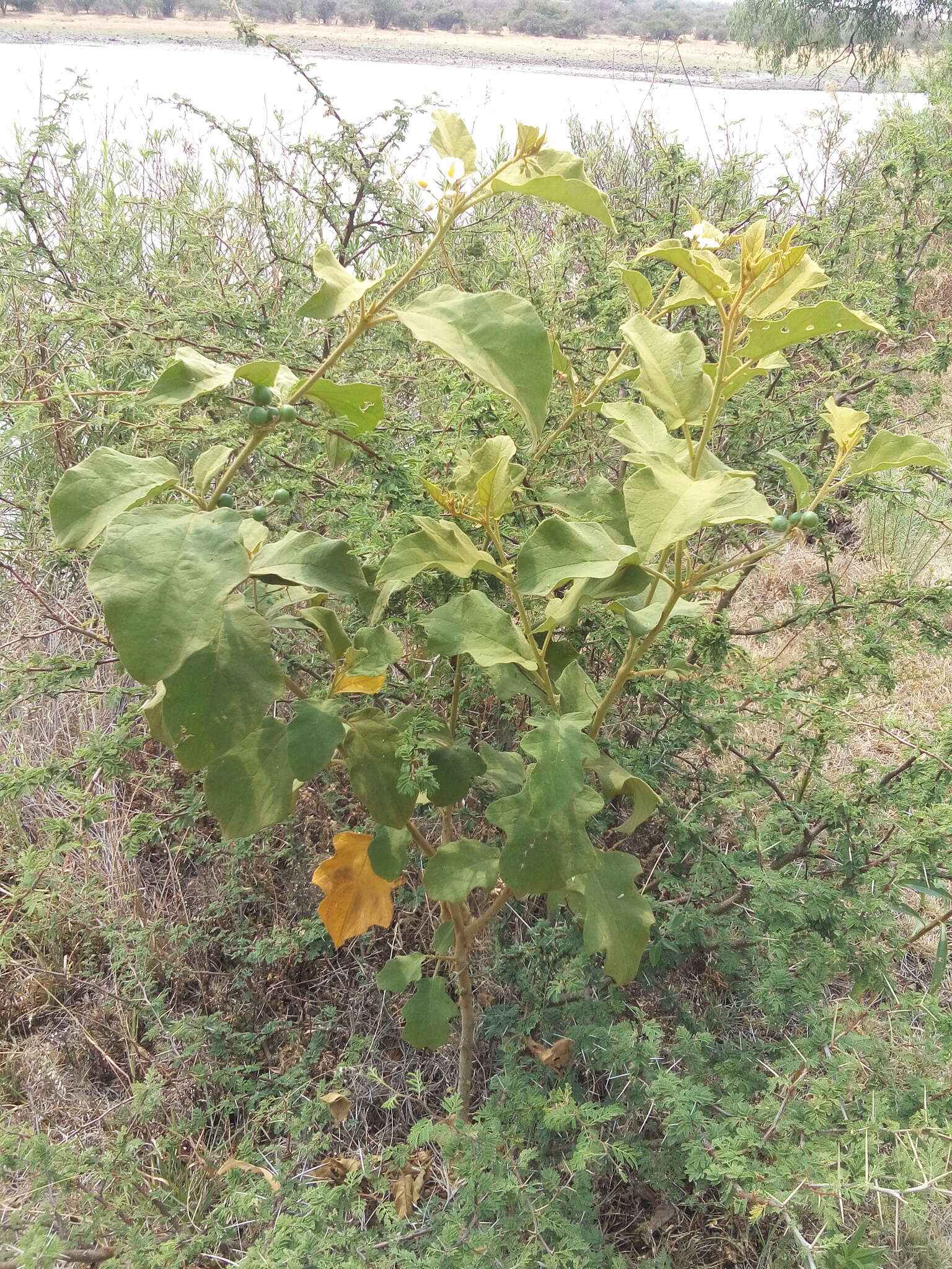 Image of Solanum ferrugineum Jacq.