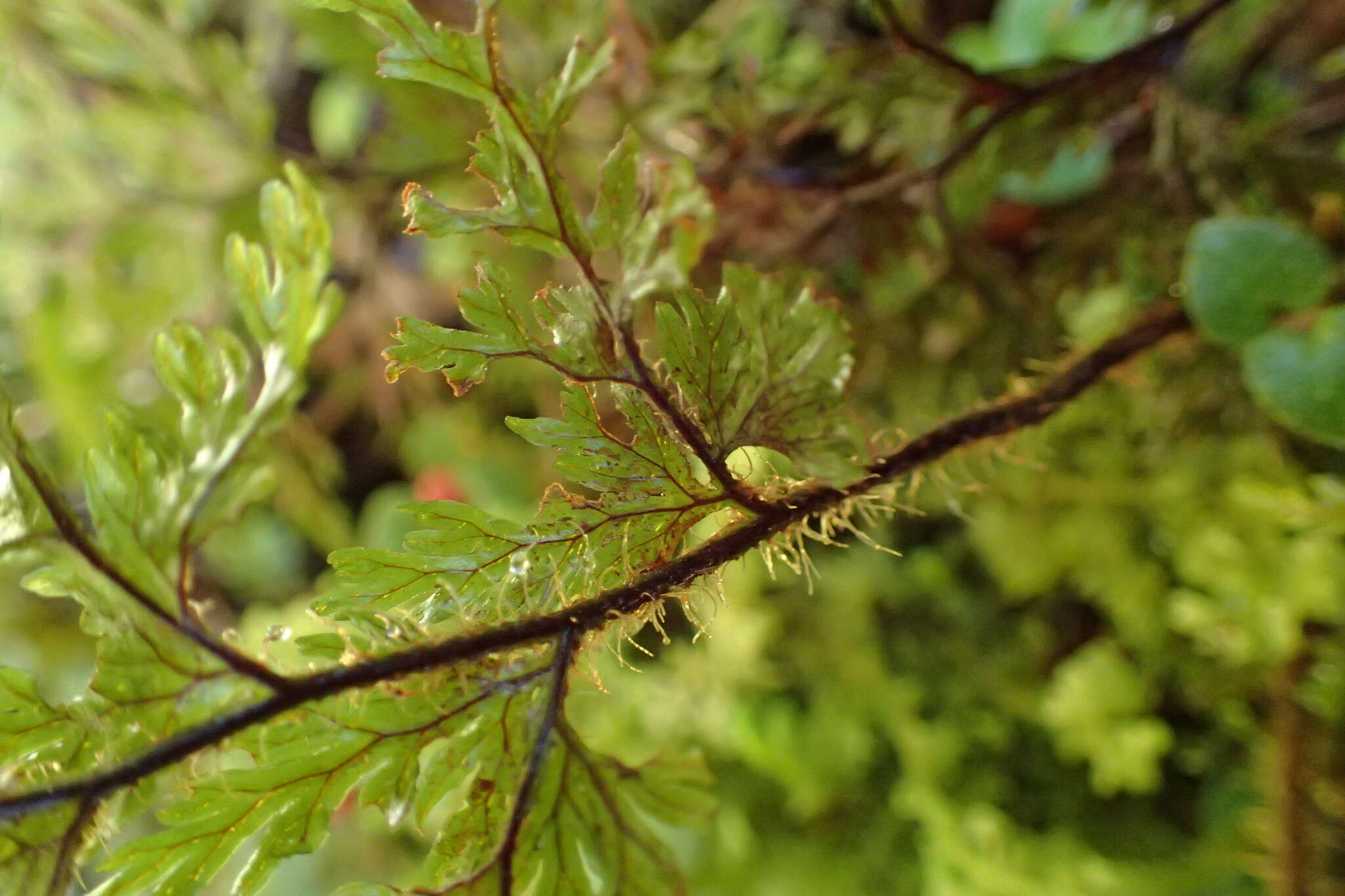 صورة Hymenophyllum scabrum A. Rich.