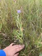 Image of blue lettuce