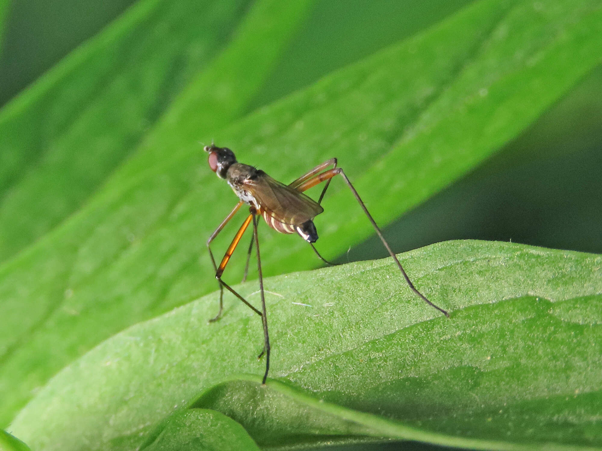 Micropeza corrigiolata (Linnaeus 1767) resmi