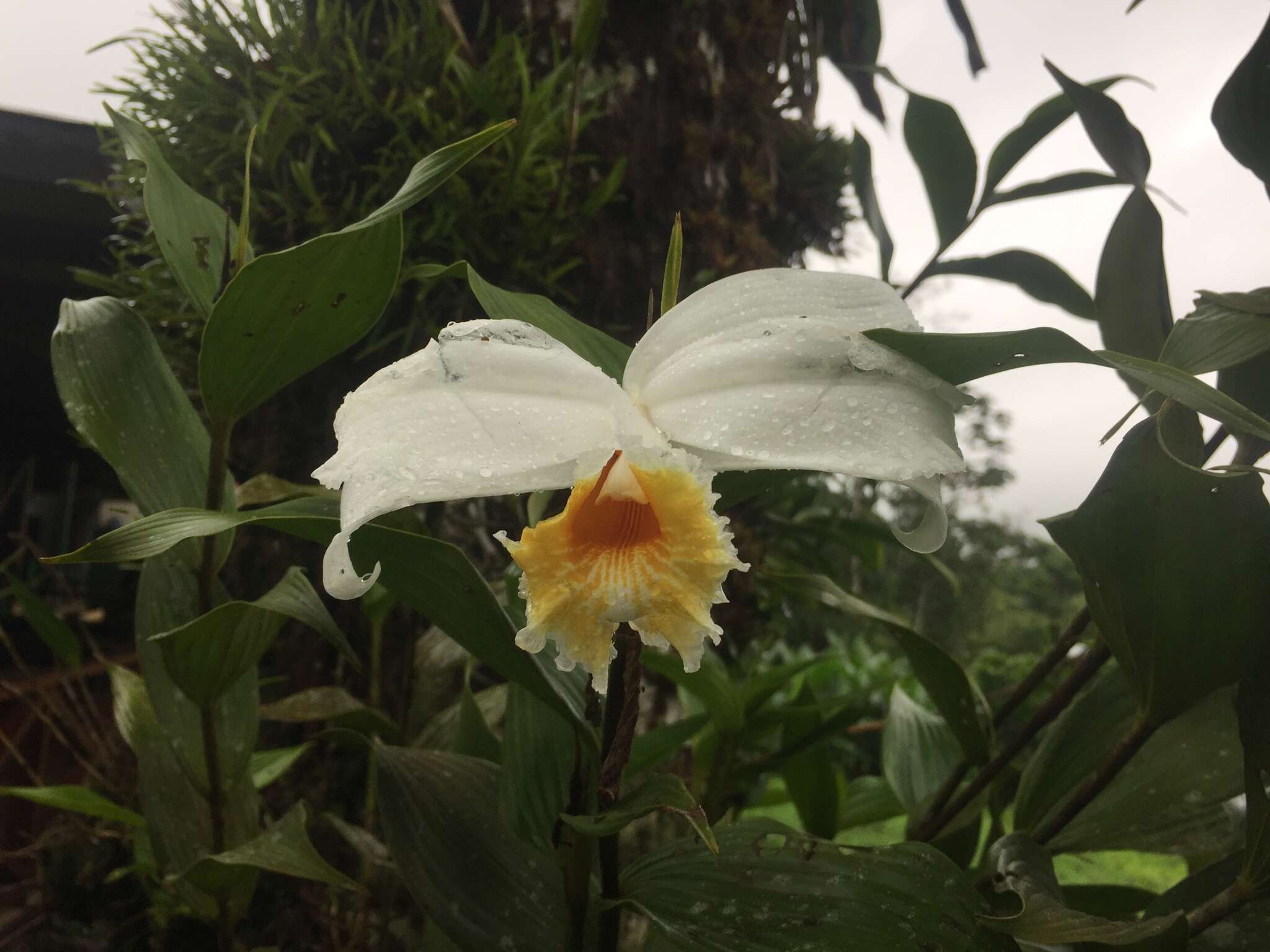 Image of Sobralia chrysostoma Dressler