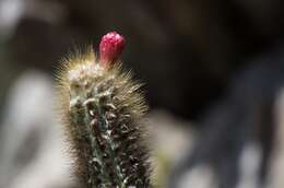 Image of Pilosocereus aurisetus (Werderm.) Byles & G. D. Rowley