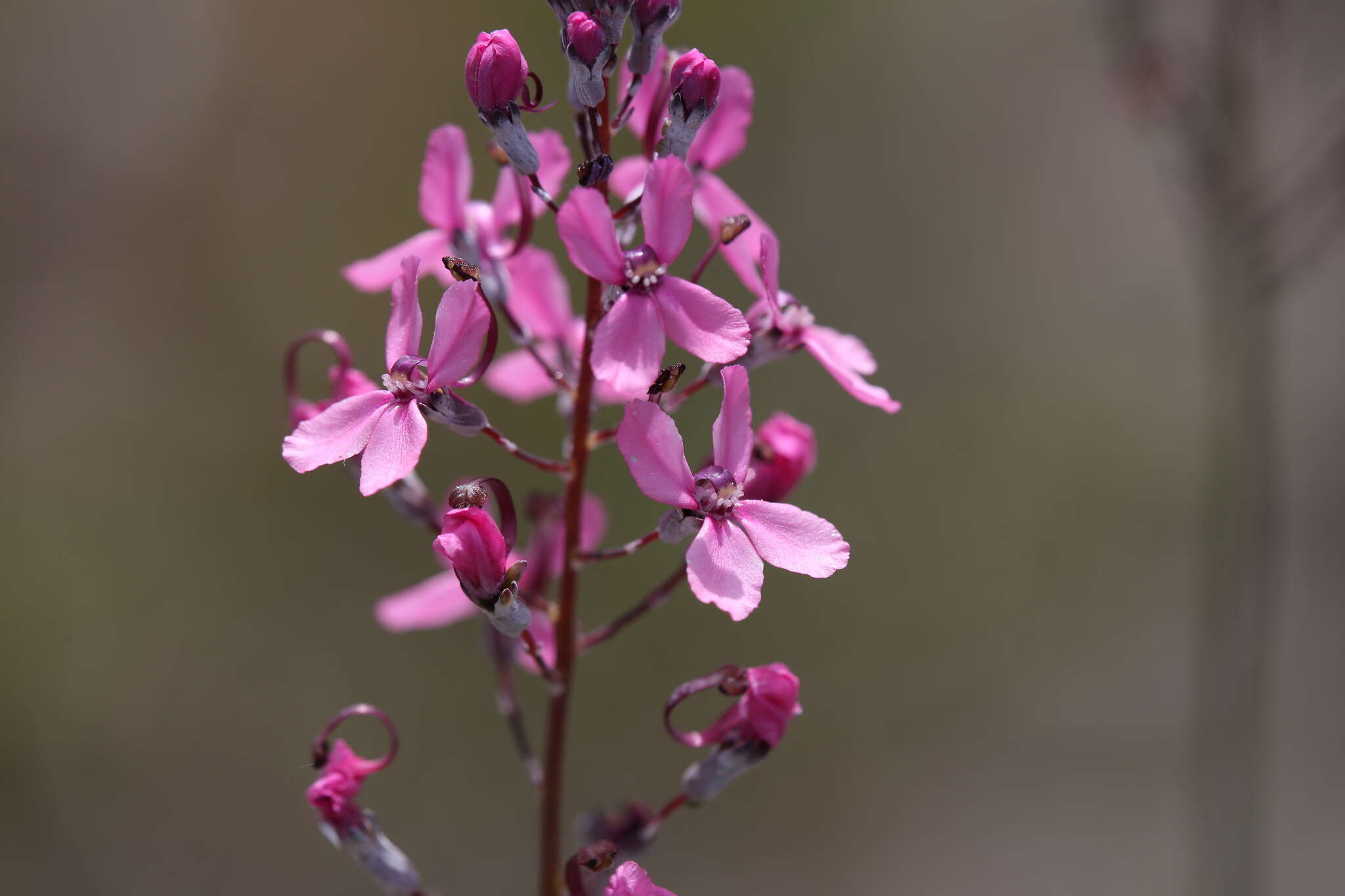 Image of Stylidium brunonianum Benth.