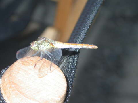 Image of Ruddy Darter