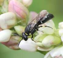 Hylaeus modestus Say 1837 resmi