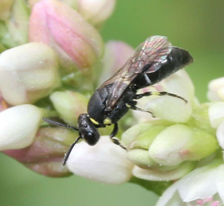 Image of Modest Masked Bee