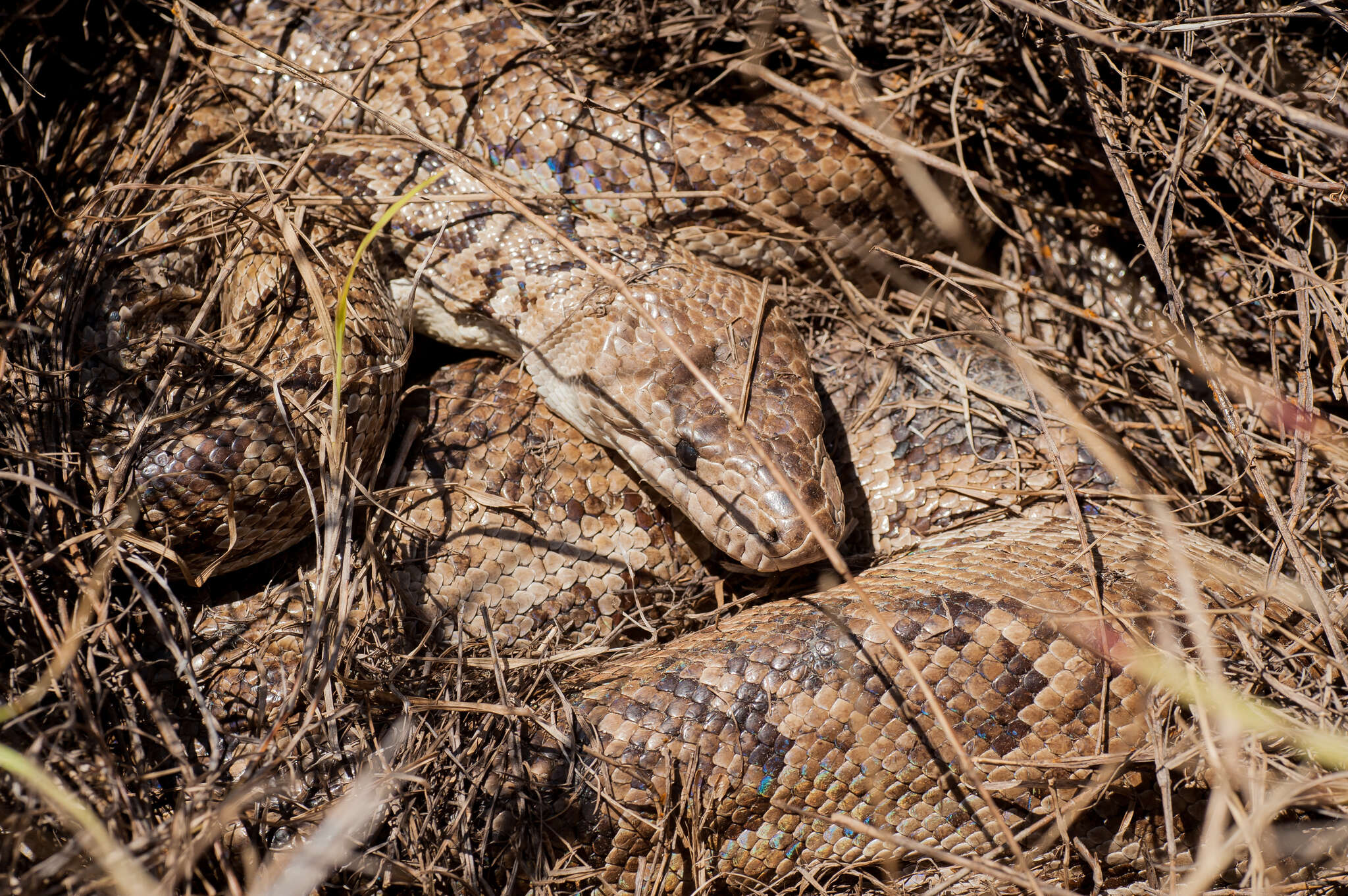 Image of Cuban Boa