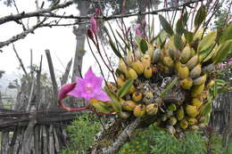 Image of Laelia furfuracea Lindl.