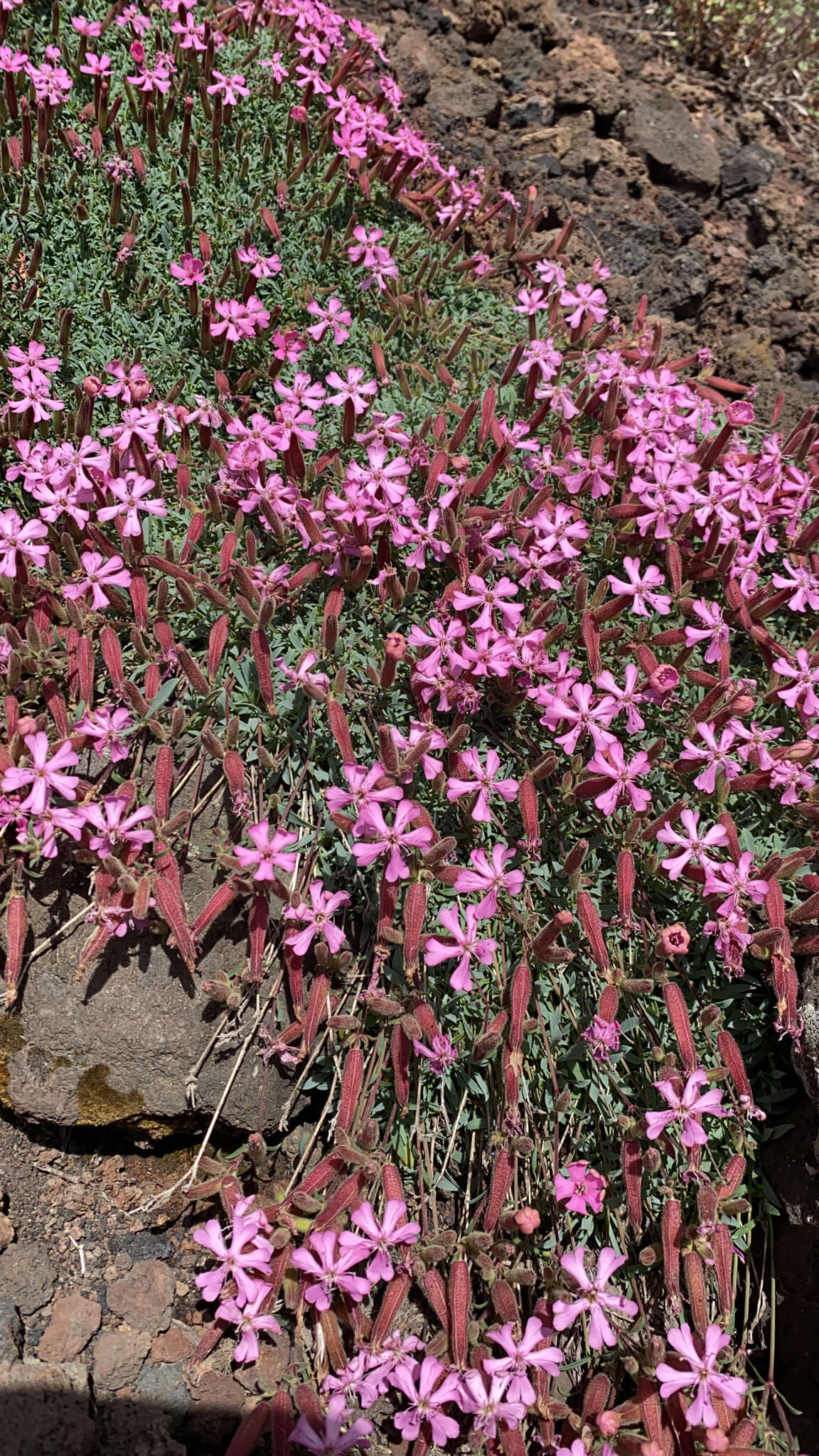 Imagem de Saponaria sicula Raf.