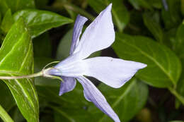 Image of Vinca difformis subsp. sardoa Stearn