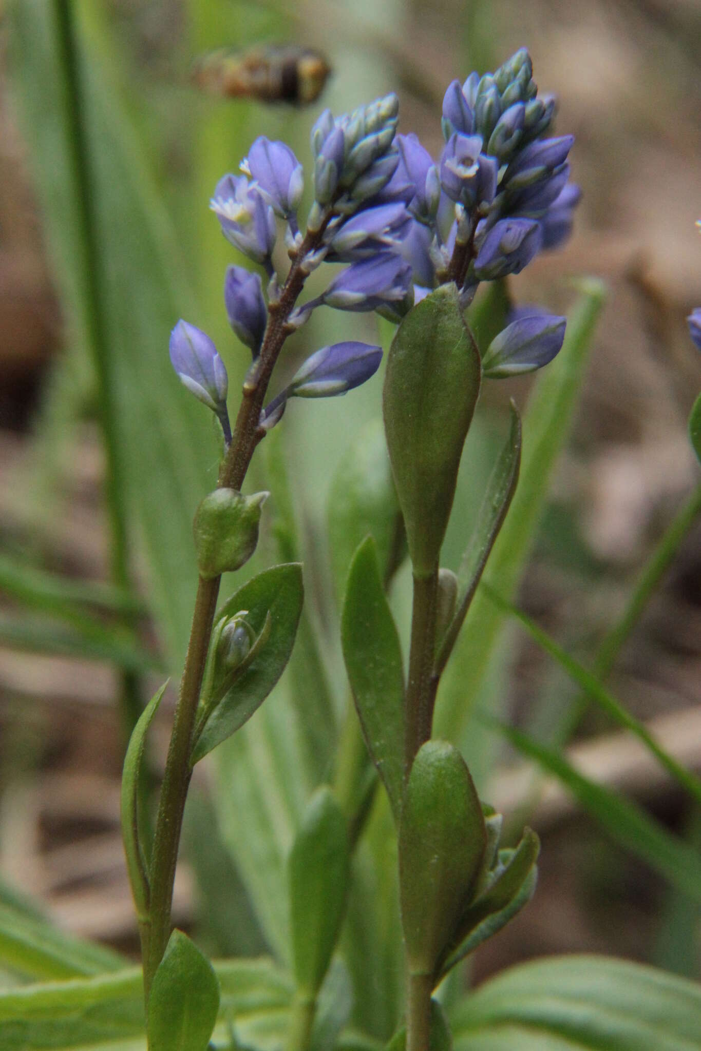 Image of Polygala amarella Crantz