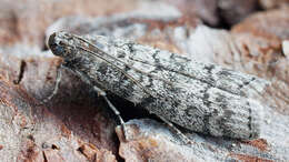 Image of Dioryctria mutatella Fuchs 1903