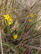 Image of Narcissus flavus Lag.