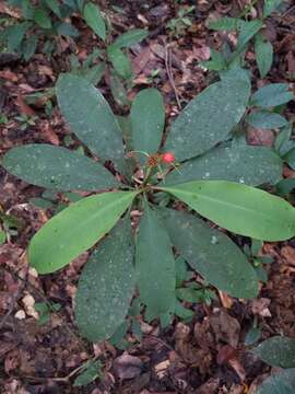 Image of Carapichea ligularis (Rudge) Delprete