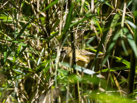 Image of Yellow-bellied Bush Warbler