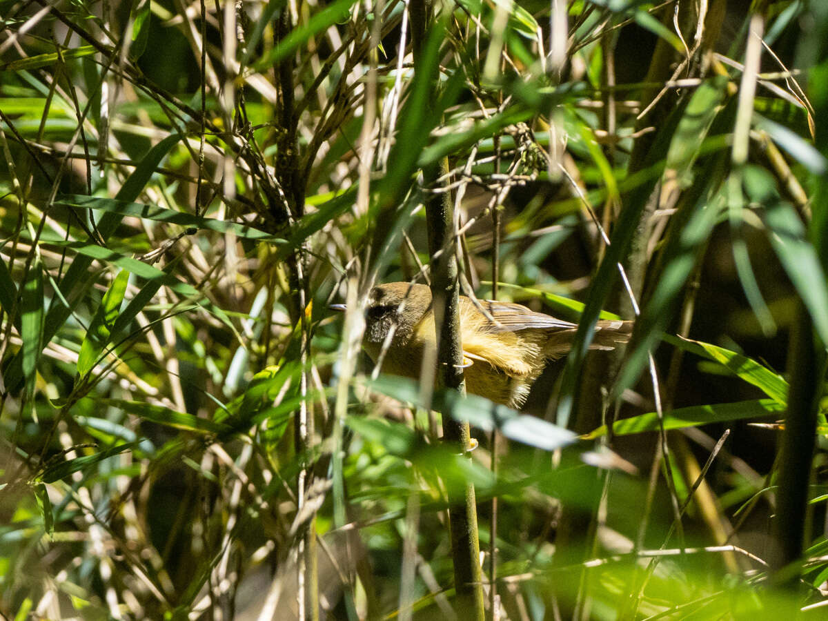 Image of Yellow-bellied Bush Warbler