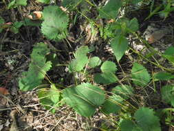 Image of autumn goldenrod