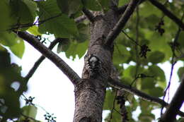 Image of Grey-capped Pygmy Woodpecker