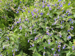 Image of tall bluebells