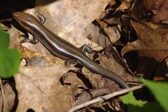 Plestiodon fasciatus (Linnaeus 1758) resmi