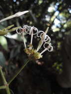 Image of Ciliosemina purdieana (Wedd.) Antonelli