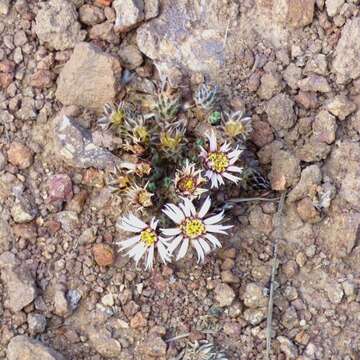 Image of Oriastrum tarapacensis A. M. R. Davies