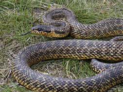 Image of East-Four-lined Ratsnake