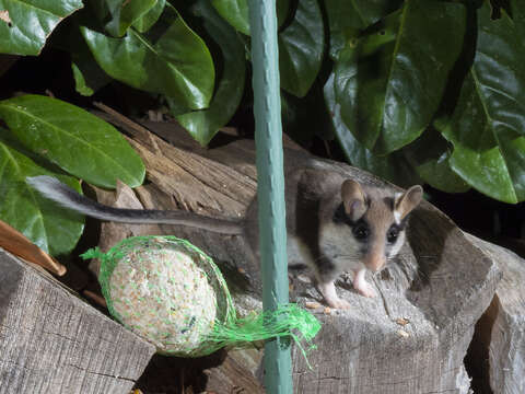 Image of European Garden Dormouse