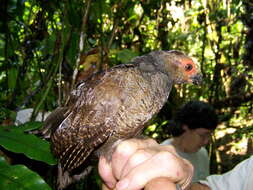 Image of Marbled Wood Quail