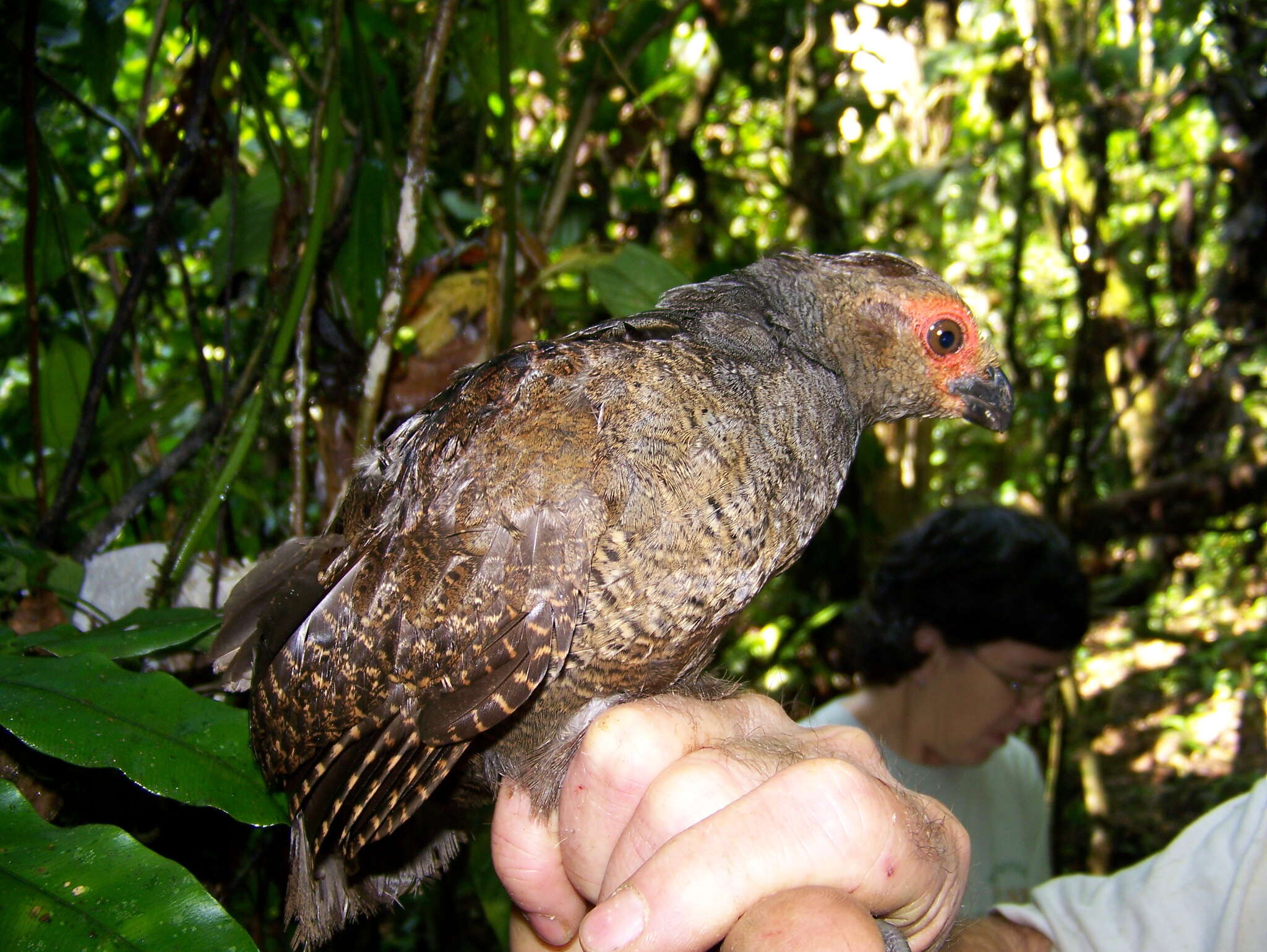 Image of Marbled Wood Quail