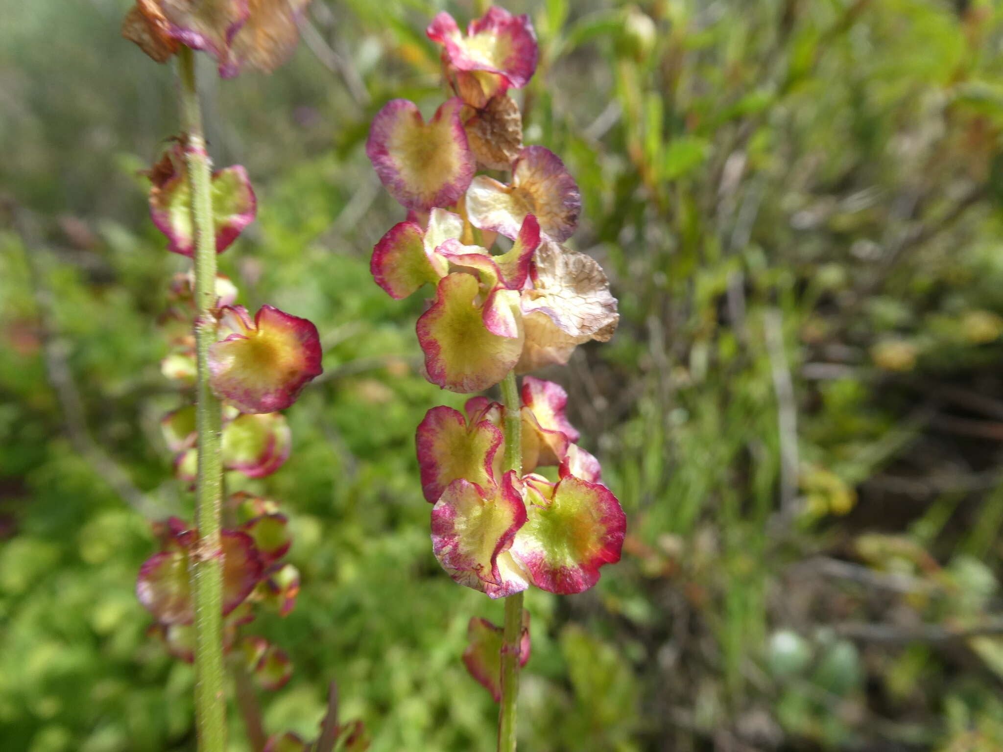 Image de Rumex lativalvis Meisn.