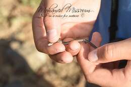 Image of Algerian Three-toed Skink