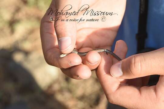 Image of Algerian Three-toed Skink