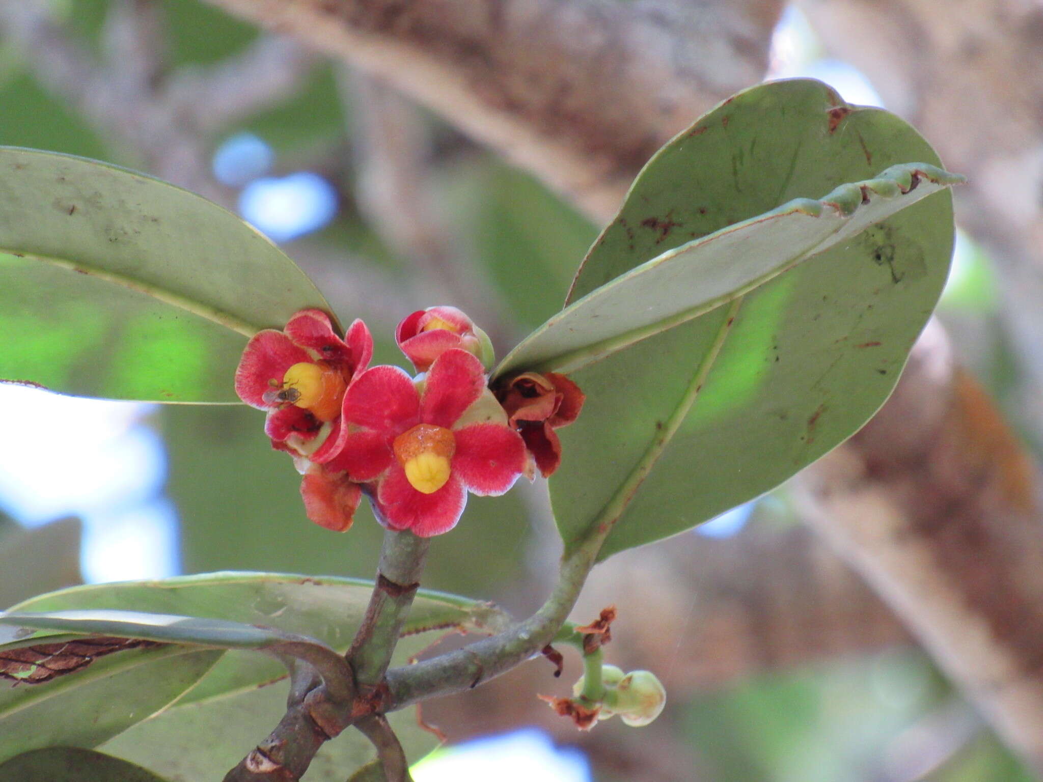 Image of Clusia burchellii Engl.