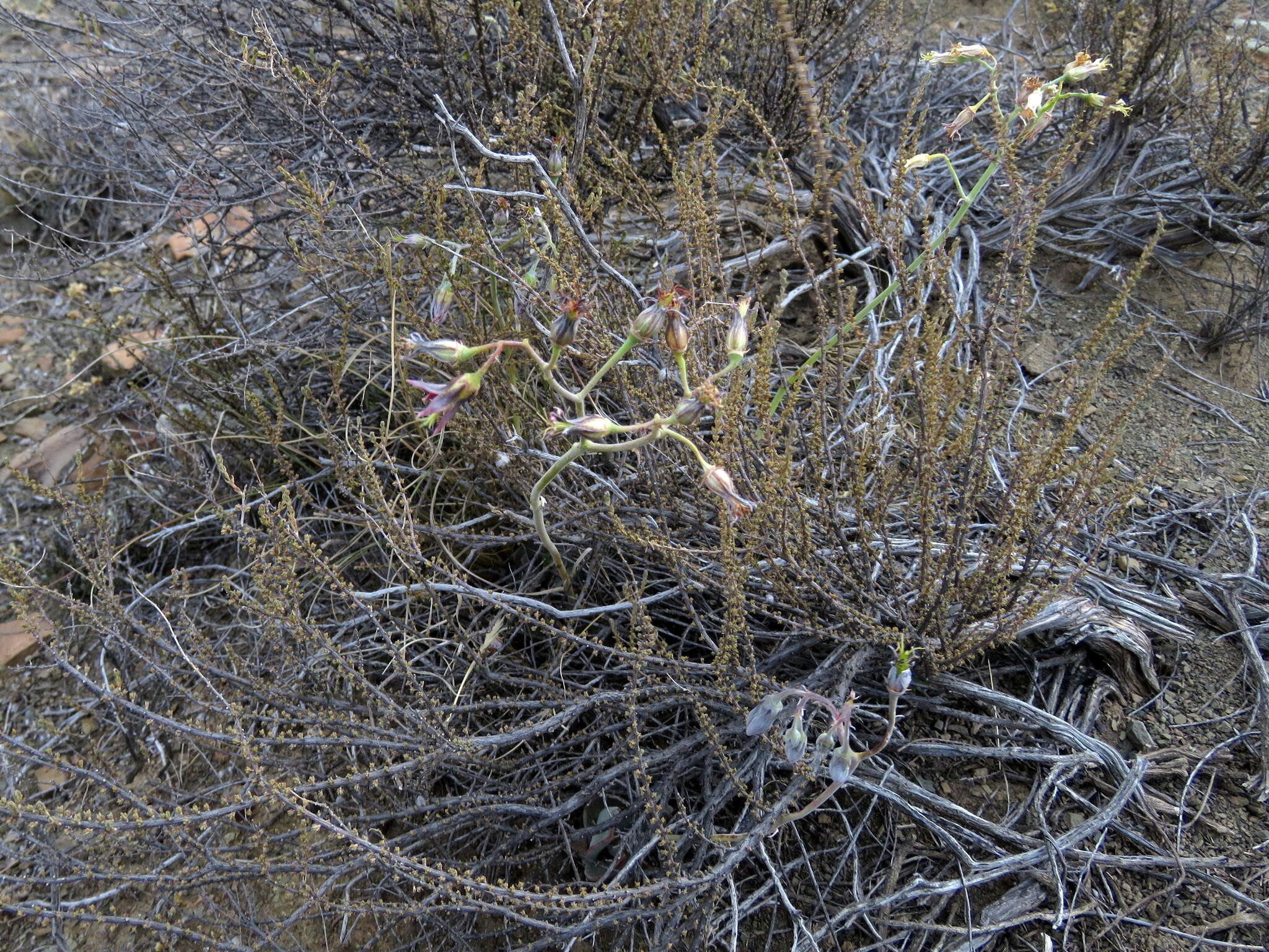 Image of Cotyledon papillaris (L.) L. fil.