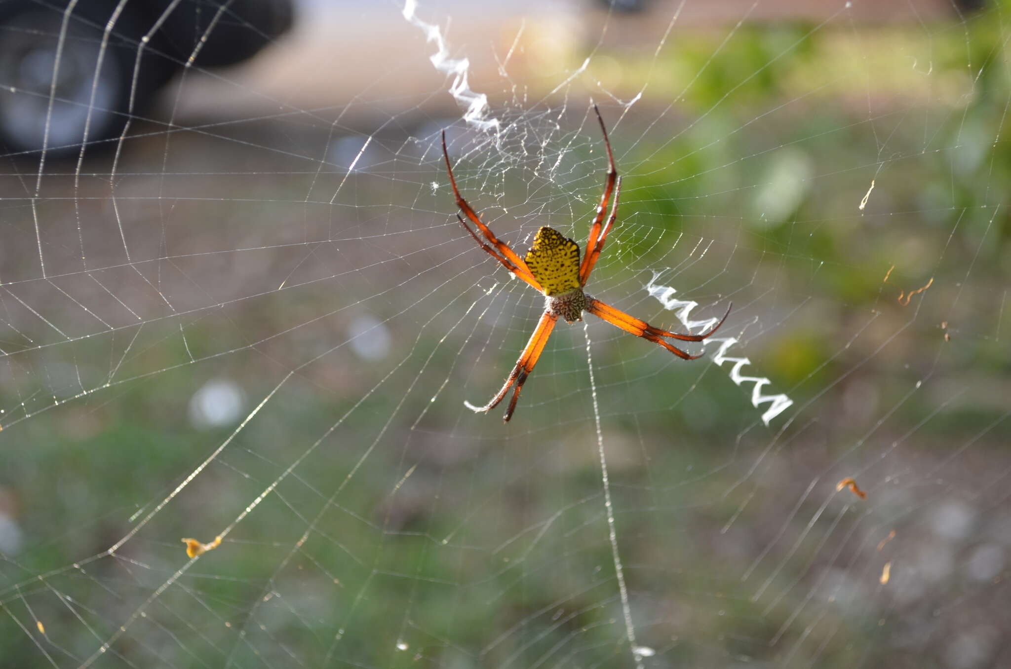 Image of Garden spider