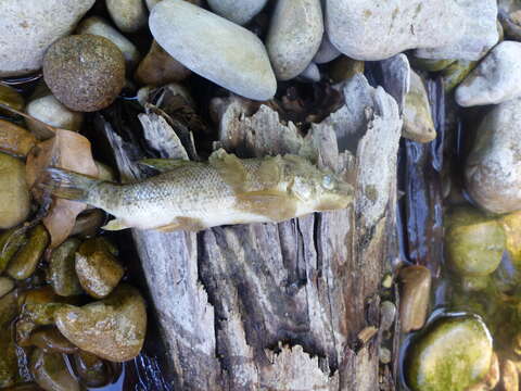 Image of Mediterranean Barbel