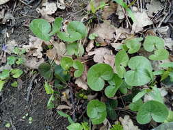 Image of Asarum europaeum subsp. europaeum